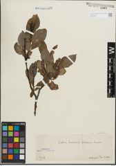 Foto von Salix hastata L.